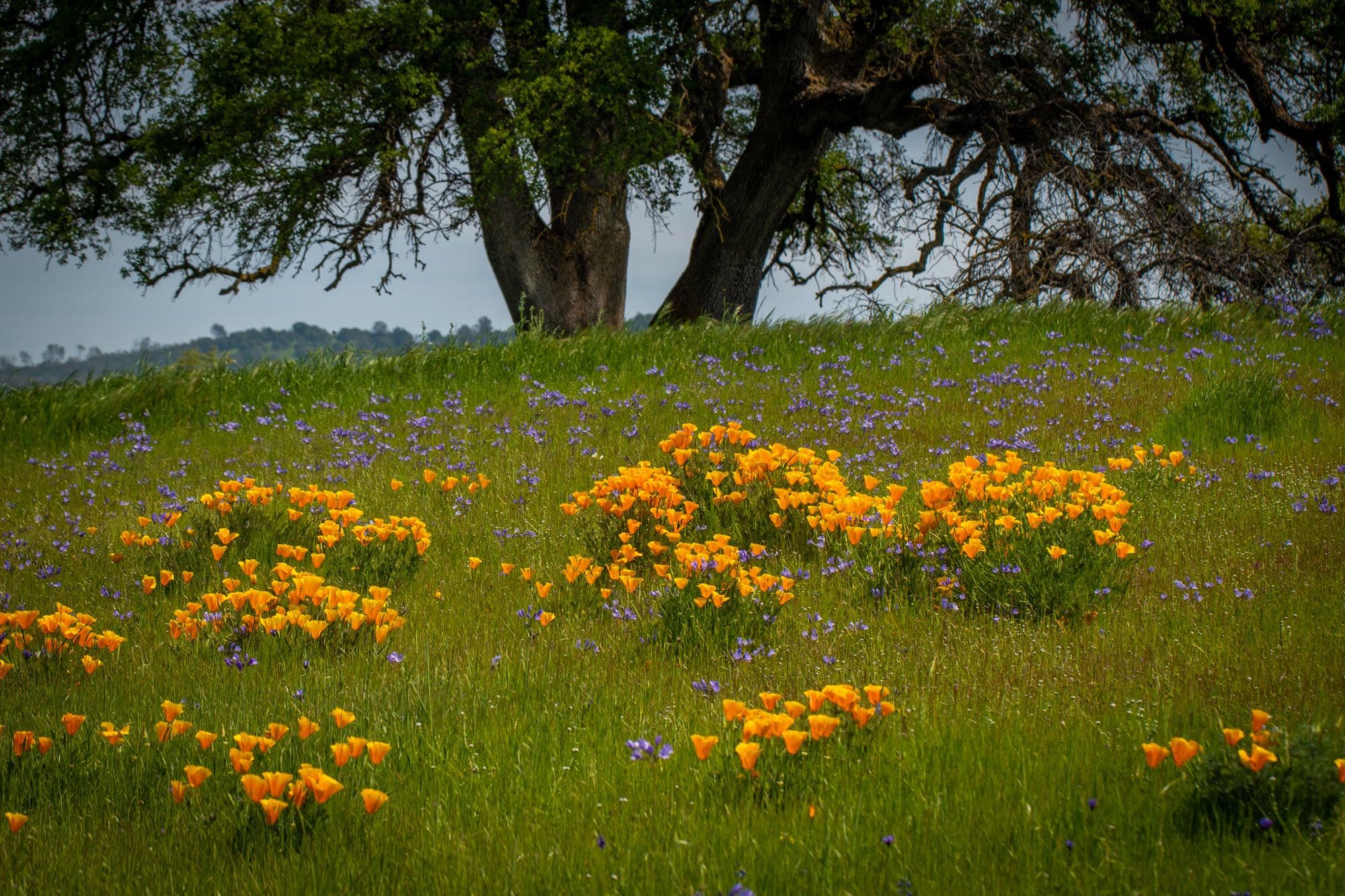 California poppies and blue wildflowers blooming on a hillside beneath a valley oak at Morgan Oaks