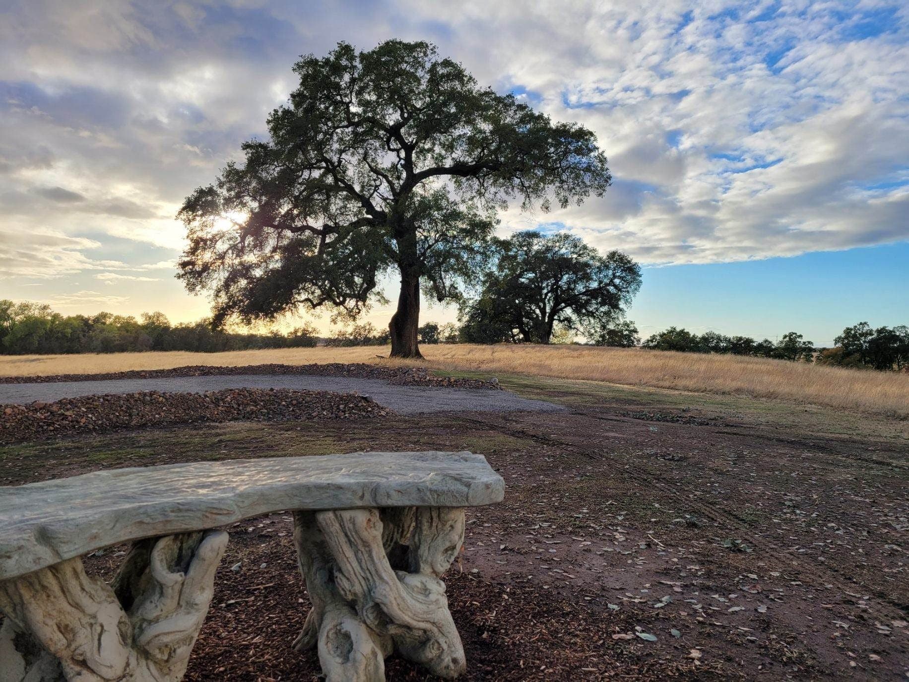 Carved stone memorial bench facing a grand valley oak at a green burial ground