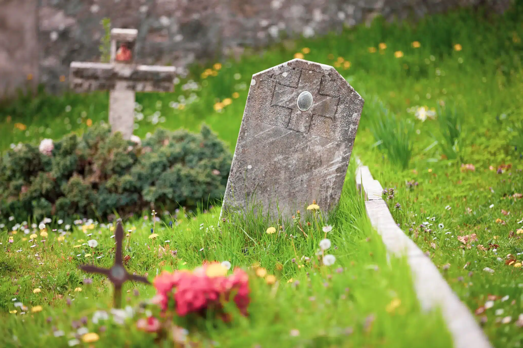 Old gravestone in lush green cemetery with flowers for green burial services in san francisco county california