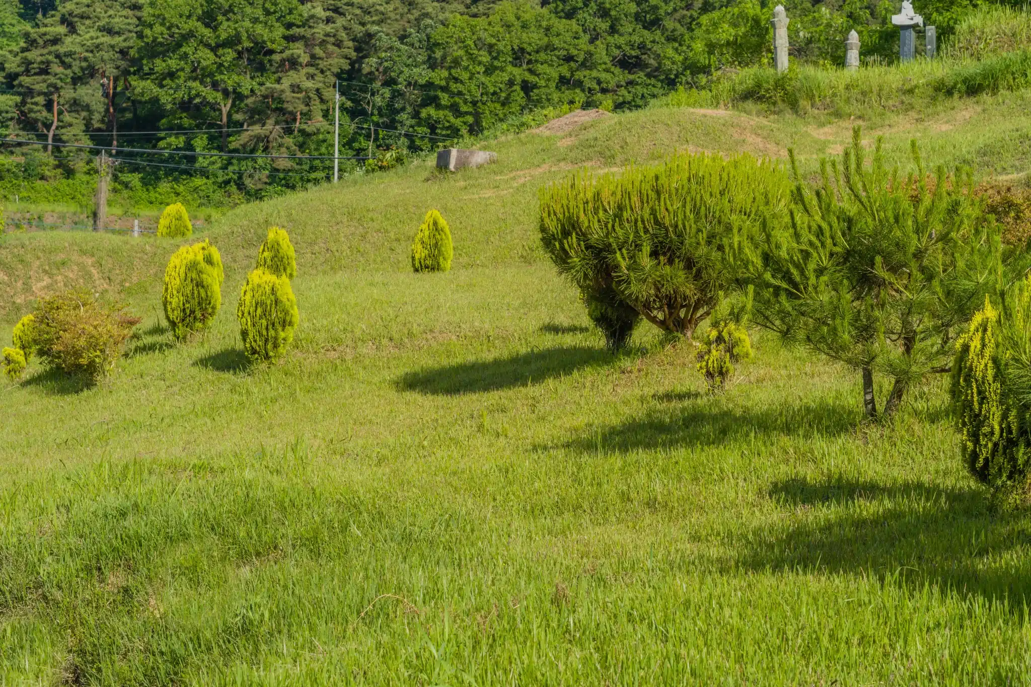 Verdant hillside landscape with sculpted bushes and trees or green burial services in costa mesa california