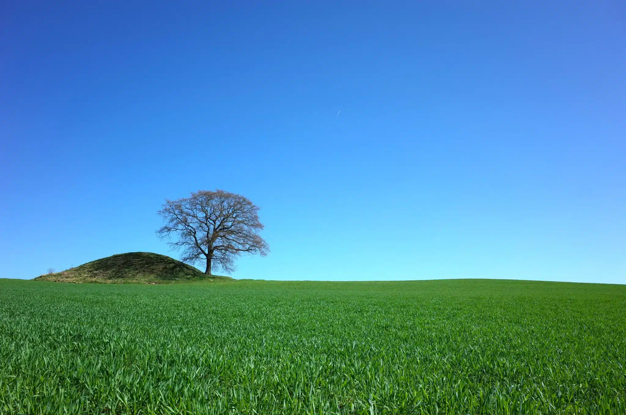 Lone tree on green hill under clear blue sky for Green Burial Services in Napa County, California