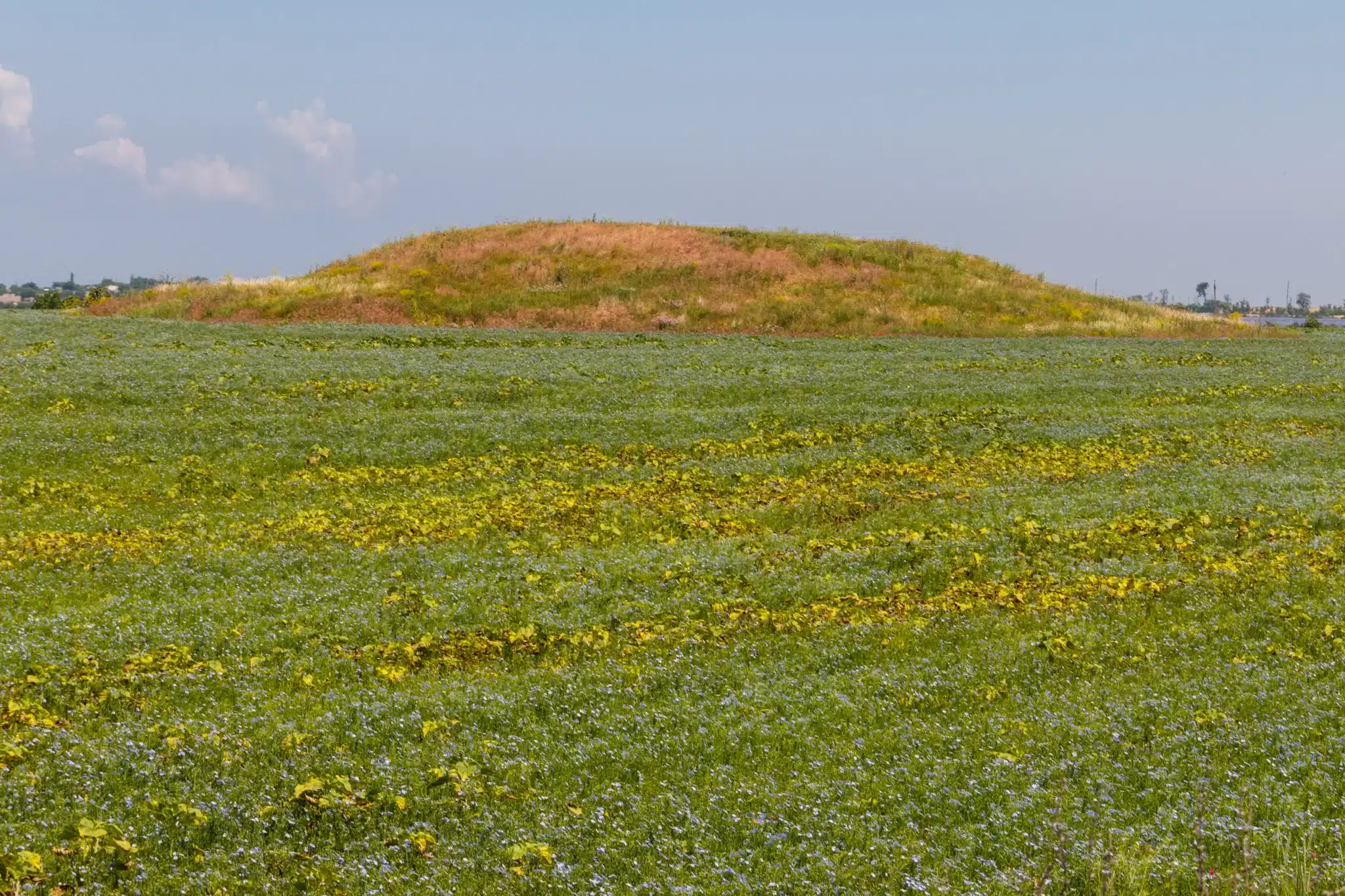 Colorful wildflower field with distant hill under blue sky for Green Burial Services in Alameda County, California