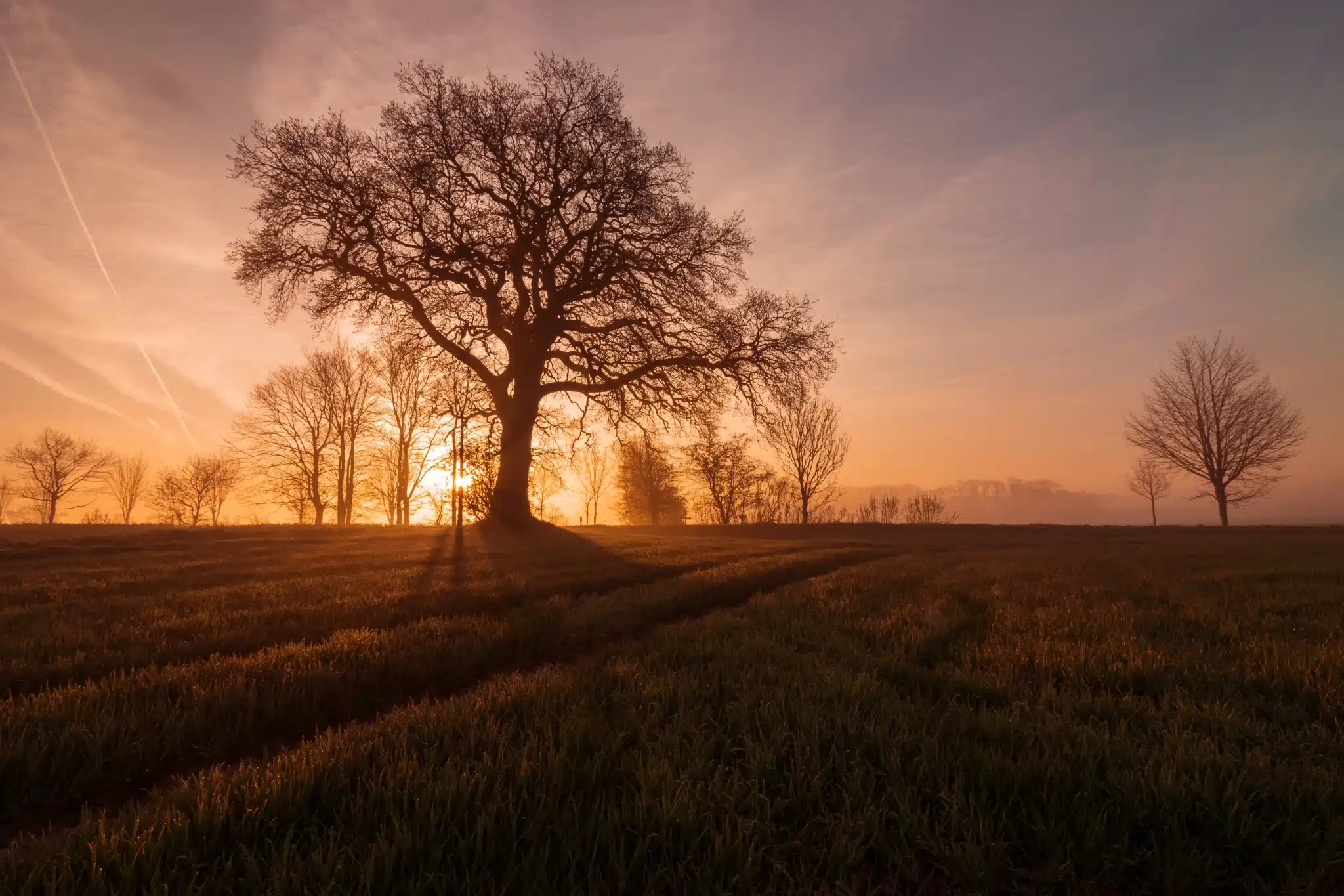 Sunrise behind silhouette of solitary tree in field for Green Burial Services in San Benito County, California