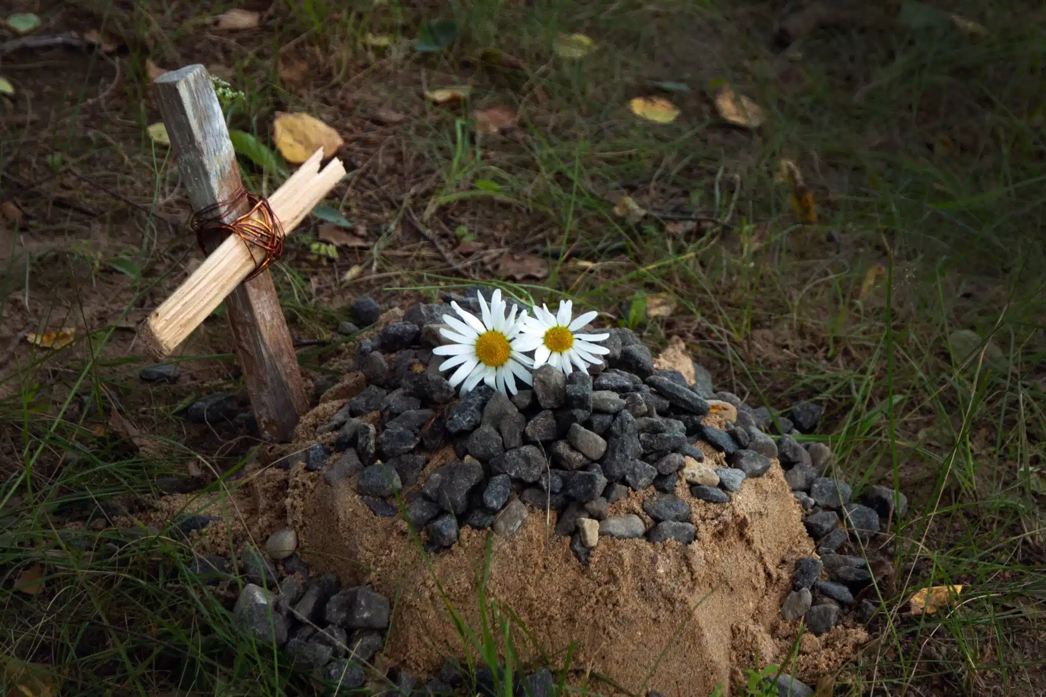 Wooden cross and daisies on grave with stones for green burial services in Laguna Niguel california