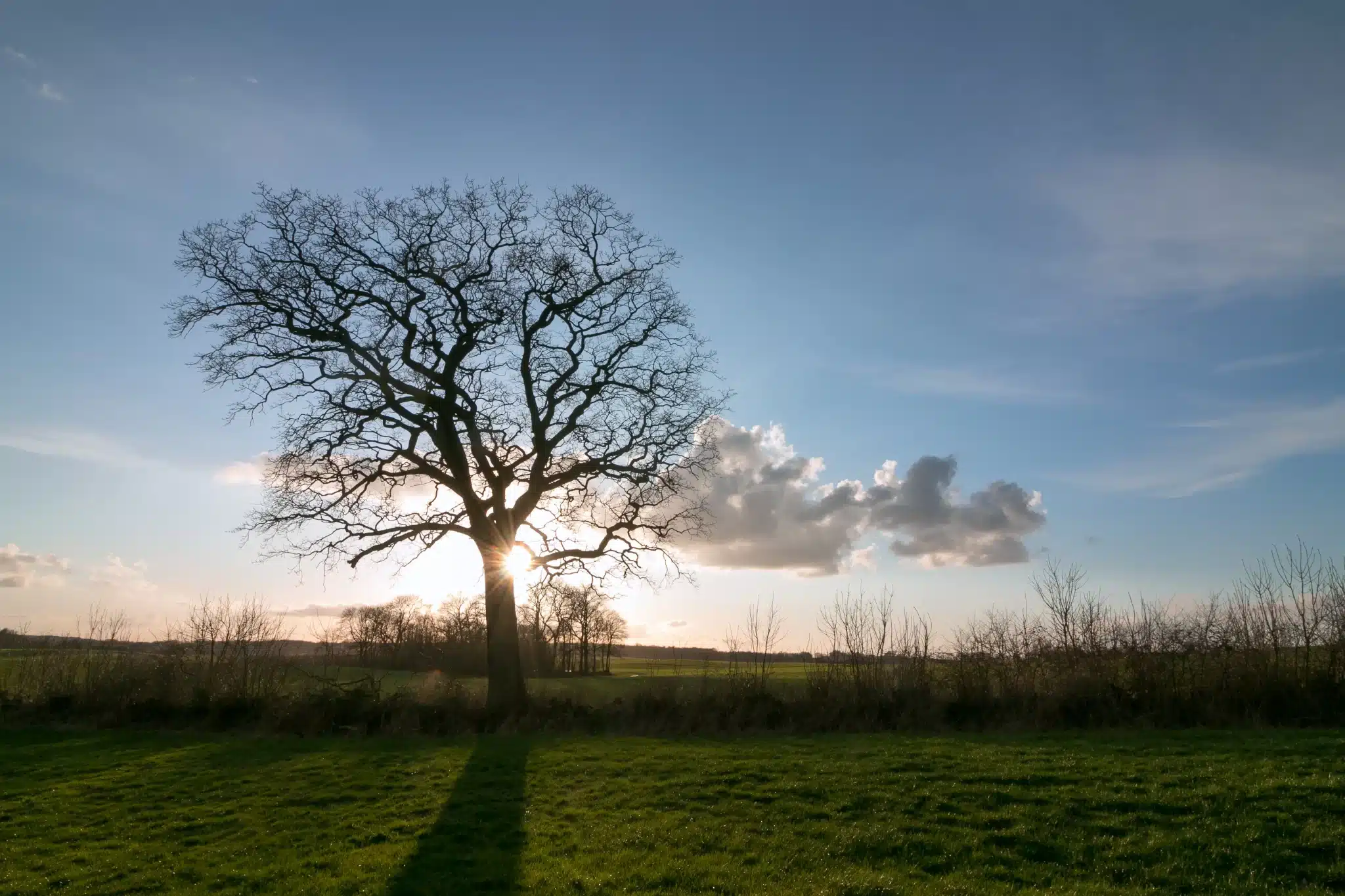 Silhouetted tree at sunset with blue sky and clouds for Green Burial Services in Santa Cruz County, California